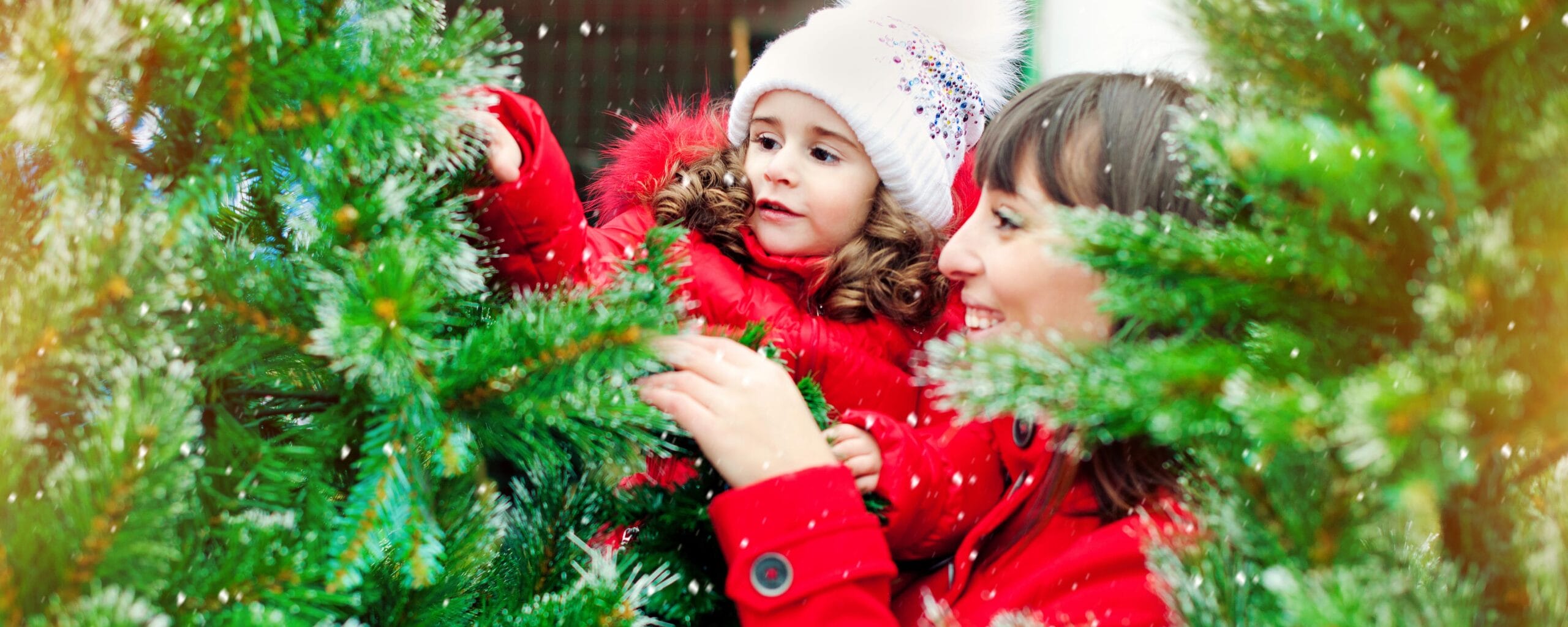 Where to buy a Christmas tree and how to care for one Genesis Land